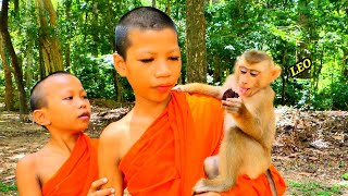 Wow Amazing..!! Little Monks came to play with Baby LEO happily, LEO very friendly with him.