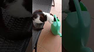 Gatto che beve da un innaffiatoio #funnyvideos #catvideos #shorts #animals #pets