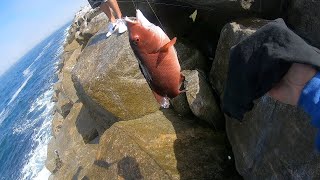 Redondo beach breakwall ca..pescando mojarras.,sheep head mackerels y mas en las rocas