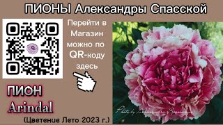 Peony Arindal (Пион Ариндал) / Пионы Спасской Александры Анатольевны