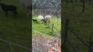 Cate’s Block - Phelan Ranch #vineyardlife #vineyards #napavalley #sheepandgoats #winelife #winemaker