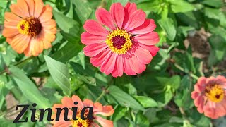 Zinnia..