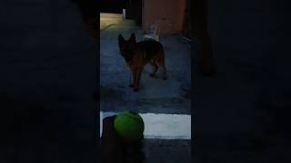 German shepherd dog play with tennis ball #viral #trending #music #youtubeshorts #shorts #short