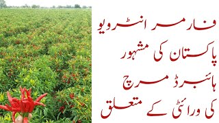 Farmer interview about Well known Hybrid Vareity (Chilli) of Pakistan