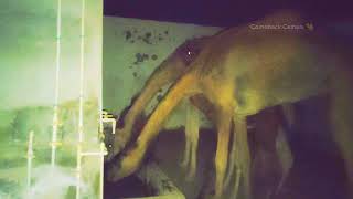 Night View of Thursty Camels at Water Point