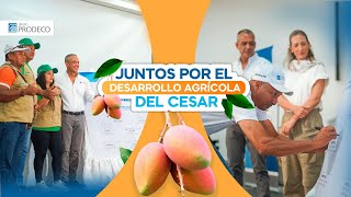 Alianza Prodeco y Postobón Para la Producción y Comercialización de Mango en El Cesar