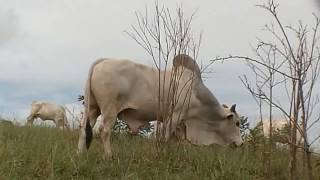 FAZENDA ACÁCIA À VENDA (JOAÍMA-MG)