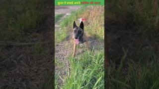 इस कुत्ता का कमाल देखिये👌👌 #trending #shorts #viral