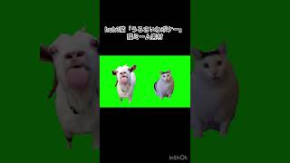 huh?猫「うるさいわボケー」猫ミーム素材#猫ミーム #shorts