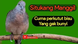 Si Tukang Manggil - bunyi Perkutut lokal