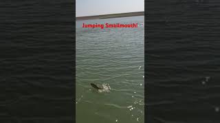 Catching a Giant Smallmouth Bass!  It Jumps so High! #fishing #bassfishing #shortsfeed #fishingvideo