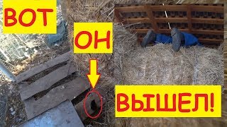 Похолодало... / Курица вывела цыплят в сене / Семья в деревне