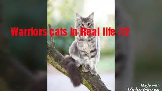 Warriors cats in Real life #2