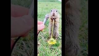 Squirrel funny 😆 #youtubeshorts #shorts