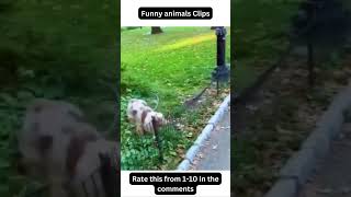 🤣 Funniest animals Clips #2 #animalshorts #shorts #viral #funny