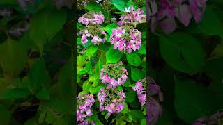 Pink Flowers 🌺 #flower #flowers #flowergarden #nature #pink #plants