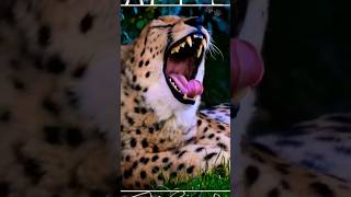 Gepard | Wild Animals #shorts #wildlife #animal