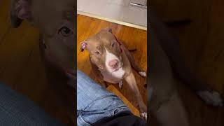 Cute Dog 🐶😘❄️#doglover #cutedog #funnyvideo #funnydogs #shorts