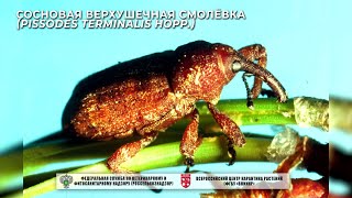 Сосновая верхушечная смолёвка (Pissodes terminalis Hopp.)