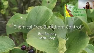 Chemical Free Buckthorn Control