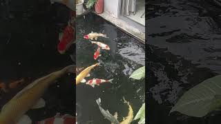 Yue #koi #koifish #fish #koifarm #aquarium #fishing #koipond