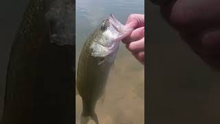 Speedy largemouth release #shorts