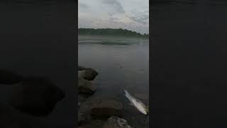 Striper bass cap cod canal