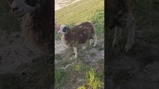 sheep scratches #animals #pet #pets #sheep #sheepfarming #livestock #fyp #fypシ゚viral