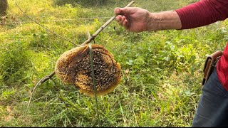 A day harvesting honey with us - เก็บรังผึ้งในป่ากระถิน | Udon Organic Farm