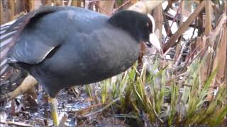 Coot Copulation Stover Park Jan 2021