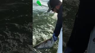 Southwest Florida Tarpon ACTION 🔥 #tarponfishing #tarpon #bocagrande #tarponseason #reelfinsflorida