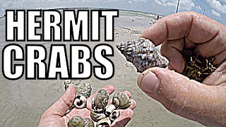 Finding Hermit Crabs On The Beach