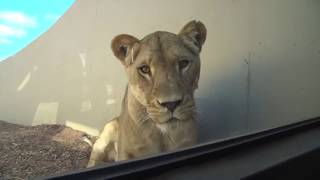 In the Lion's Den - Lions 360 at Monarto Zoo