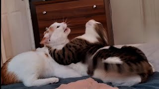 Cat couple_fighting over mating