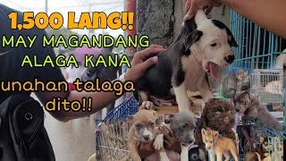 GROTTO PET MARKET UPDATE!! MURANG BILIHAN NG PETS | SAN JOSE DEL MONTE BULACAN