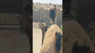 Biggest Camel Mating Enjoying   #camelsound #shorts