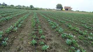 Use of Drip Irrigation in Cauliflower farming  !!  फूल गोभी की खेती ड्रिप सिंचाई के द्वारा