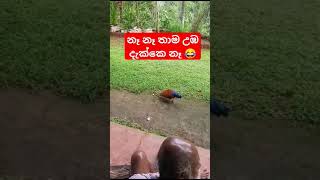 ලංකාවේ කුකුළ්ලු 😂 #shortvideo