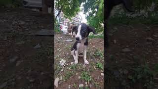 Cute rescued puppy Tinny| #puppies #streetdog #adoptdontshop