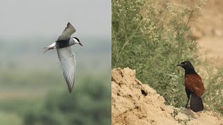 Early morning bird watching at Chandu Wetland -Amazing behavior's noticed