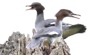 Smergo maggiore, richiami dal nido - Goosander, calls from the nest (Mergus merganser)