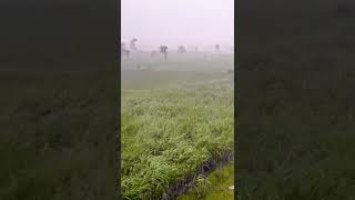 Rain waves | sugarcane fields 1#shorts #sugarcane #rain