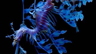 Unusual Aquatic Animals