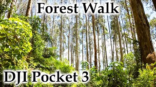 Forest Walk DJI Pocket 3 #4k #newzealandnature #birdsong #djipocket3