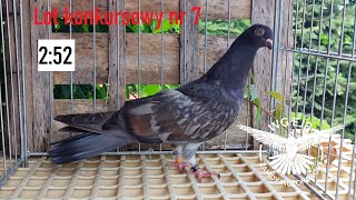 Lot konkursowy nr 7 na WG EJB Zamoy Pigeons Loft 2022