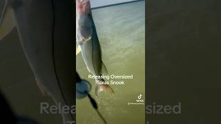 Releasing oversized Texas Snook