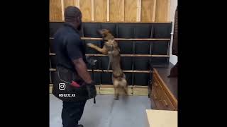 Police dogs for sale