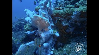 Amazing Frogfish @AmedBuddhaDiving