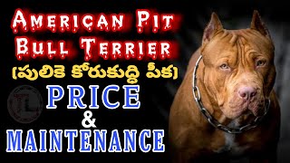 PITBULL DOG PRICE & MAINTANANCE | MONTHLY EXPENDITURE | Taju Logics