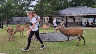 Yes my deer, Nara, Japan